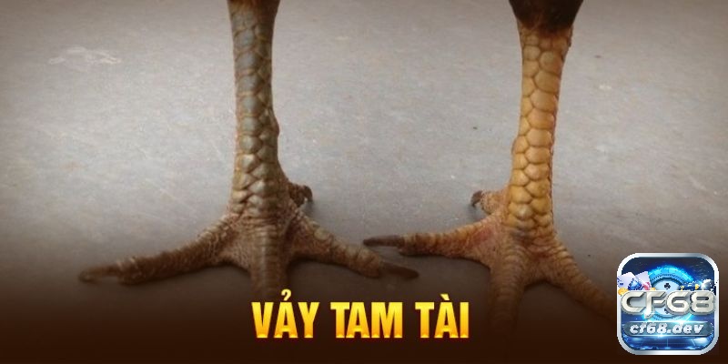 Các loại vảy gà chọi tốt, xem vảy gà "độc" - Cẩm nang cho sư kê Nắm thông tin về Các loại vảy gà chọi để tham gia chơi hiệu quả