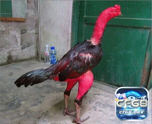 Cách làm da gà chọi săn chắc, đỏ đẹp cho các sư kê Hiểu lý do tại sao cách làm da gà chọi săn chắc để làm đúng cách