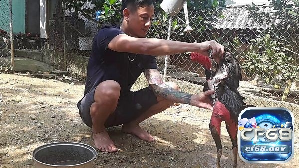 Cách làm da gà chọi săn chắc, đỏ đẹp cho các sư kê Cách làm da gà chọi săn chắc bước đầu là theo dõi sức khỏe định kì