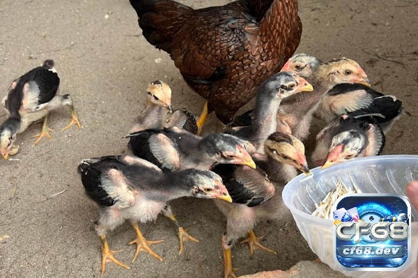 Cách làm da gà chọi săn chắc, đỏ đẹp cho các sư kê Cho ăn kiêng hợp lý cũng là 1 trong những cách làm da gà chọi săn chắc
