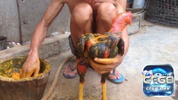 Cách làm da gà chọi săn chắc, đỏ đẹp cho các sư kê Sử dụng thực phẩm để massage cho gà cũng là cách làm da gà chọi săn chắc