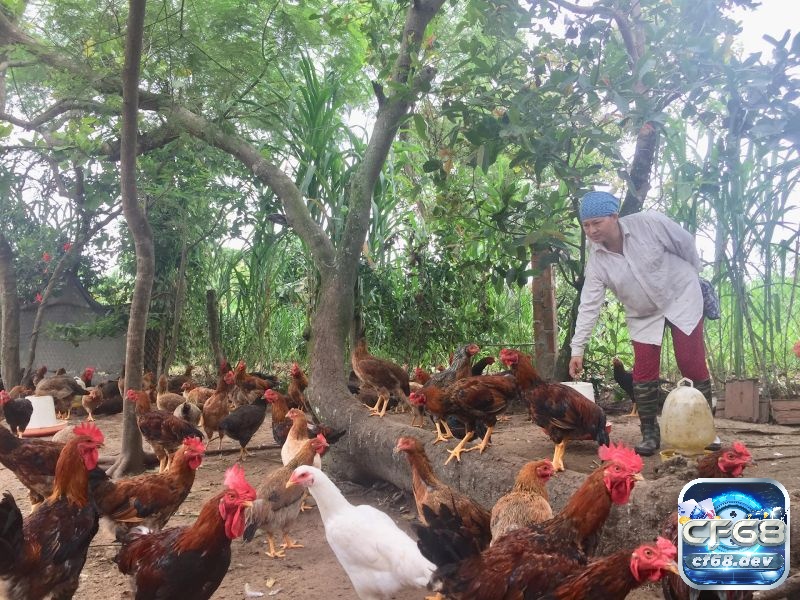 Cách làm da gà chọi săn chắc, đỏ đẹp cho các sư kê Môi trường sống hợp lí cũng là cách làm da gà chọi săn chắc