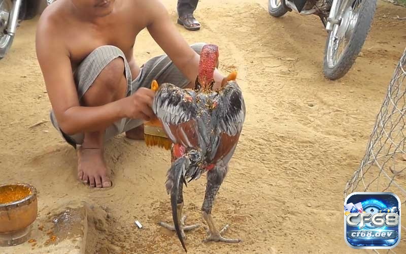 Cách làm da gà chọi săn chắc, đỏ đẹp cho các sư kê Sau khi làm các cách làm da gà chọi săn chắc đánh giá chiến kê để điều chỉnh chế độ phù hợp
