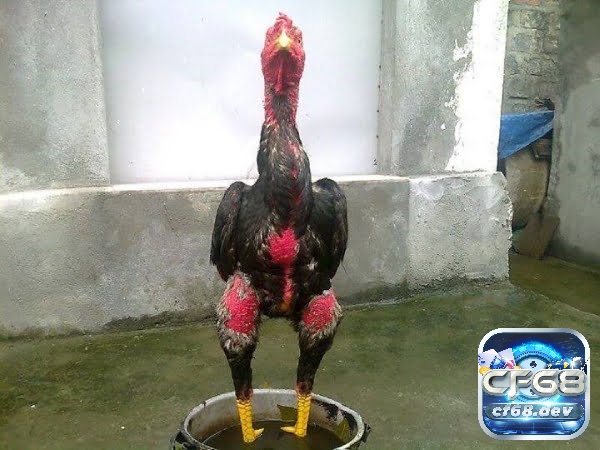 Cách làm da gà chọi săn chắc, đỏ đẹp cho các sư kê Cf68 sẽ hỗ trợ các sư kê tìm hiểu cách làm da gà chọi săn chắc và đỏ đẹp nhé!