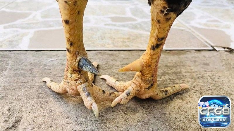 Cựa gà chọi là gì? Các dạng cựa gà chọi phổ biến nhất Vai trò của cựa gà chọi là gì?