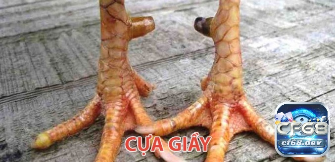 Cựa gà chọi là gì? Các dạng cựa gà chọi phổ biến nhất Đặc điểm của những chiếc cựa gà chọi đẹp