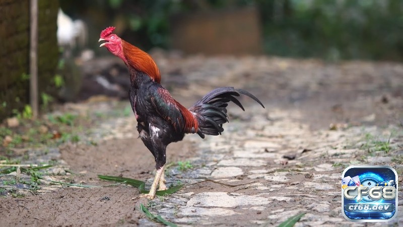 Gà chọi đẹp: Bí kíp chọn gà chọi cực đẹp và hay từ sư kê Dòng máu thuần chủng là nền tảng để gà chọi đẹp phát huy tối đa các đặc tính vượt trội.