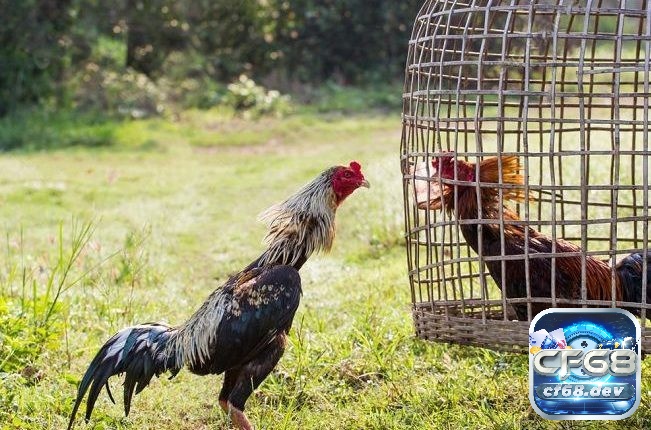 Gà chọi thái lan: Chi tiết nguồn gốc, các đặc điểm nổi bật Đặc điểm nổi bật của gà chọi thái lan