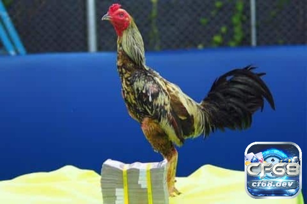 Gà chọi thái lan: Chi tiết nguồn gốc, các đặc điểm nổi bật Gà chọi thái lan có giá như thế nào?