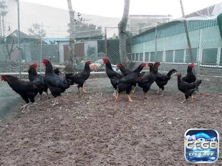 Gà lai chọi đen: Đặc điểm, cách nuôi và lưu ý khi chăm sóc Đặc điểm nổi bật của gà lai chọi đen