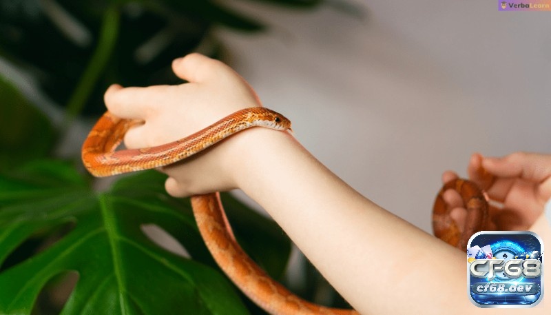 Giải mã giấc mơ thấy rắn quấn quanh người? Điềm tốt hay xấu? Giải mã giấc mơ thấy rắn quấn quanh người mình biểu thị sự lo lắng về những giới hạn bạn đang tự đặt ra