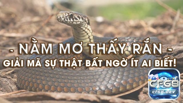 Nằm mơ thấy rắn điềm báo gì? Giải mã giấc mơ nhìn thấy rắn Giải mã nằm mơ thấy rắn điềm báo gì theo ngữ cảnh ít ai biết