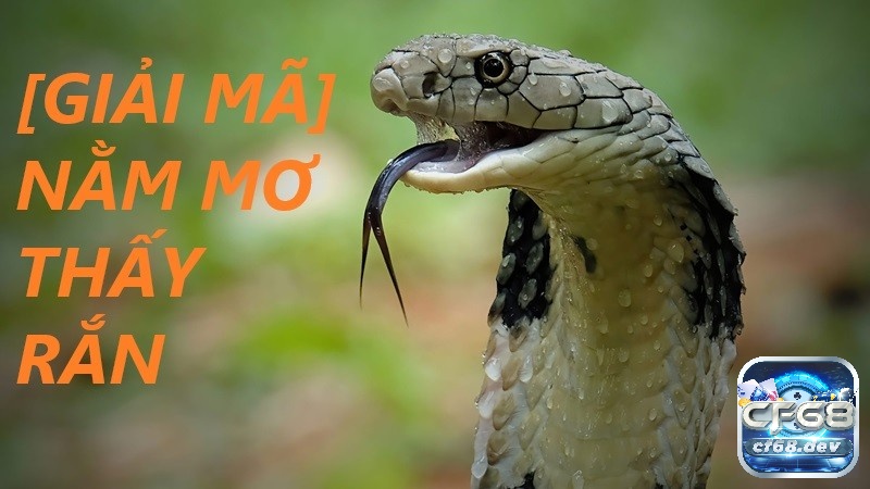 Nằm mơ thấy rắn điềm báo gì? Giải mã giấc mơ nhìn thấy rắn Tại sao lại nhìn thấy rắn - nằm mơ thấy rắn điềm báo gì?