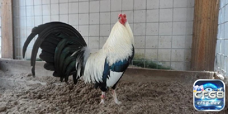 Cách huấn luyện gà đá cựa chi tiết từ A đến Z cho người mới Kiến thức cơ bản là nền móng vững chắc để bạn phát triển một lộ trình huấn luyện hiệu quả và khoa học.
