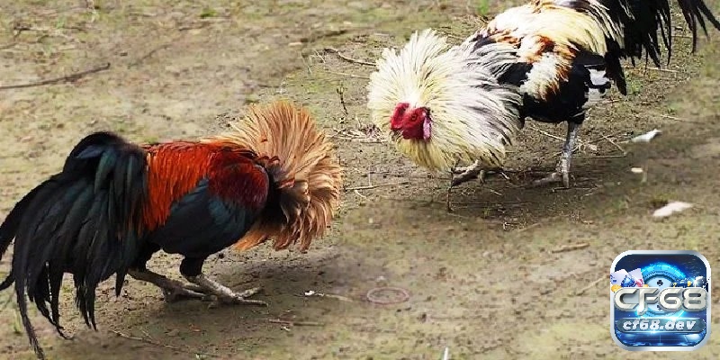 Cách huấn luyện gà đá cựa chi tiết từ A đến Z cho người mới Lựa chọn giống gà phù hợp là bước đầu quan trọng để tạo nên một chiến kê có khả năng chiến đấu vượt trội.