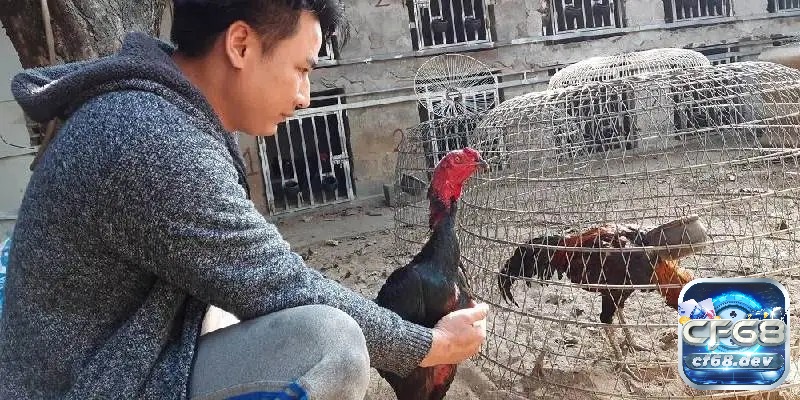 Cách huấn luyện gà đá cựa chi tiết từ A đến Z cho người mới Chế độ dinh dưỡng hợp lý không chỉ giúp gà phát triển toàn diện mà còn nâng cao sức bền và khả năng chiến đấu.