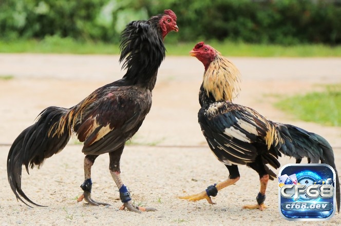 Chế độ nuôi gà đá: Hướng dẫn nuôi gà đá khỏe mạnh, săn chắc Luyện tập đều đặn giúp gà đá phát triển cực kỳ mạnh mẽ thể lực, tăng sức bền và nâng cao bản lĩnh chiến đấu trên sàn đấu.
