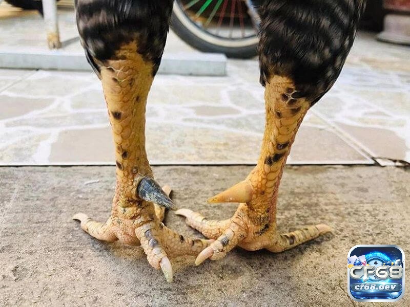 Cựa gà đá: Các loại cựa phổ biến và quan trọng nhất hiện nay Cựa gà đá là công cụ không thể thiếu giúp chiến kê làm chủ trận đấu và giành chiến thắng nhanh chóng.