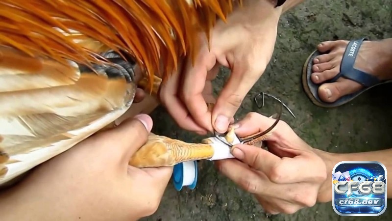 Cựa gà đá: Các loại cựa phổ biến và quan trọng nhất hiện nay Cắt cựa đúng cách sẽ giúp chiến kê vừa đảm bảo hiệu quả chiến đấu vừa tránh những tổn thương không cần thiết.