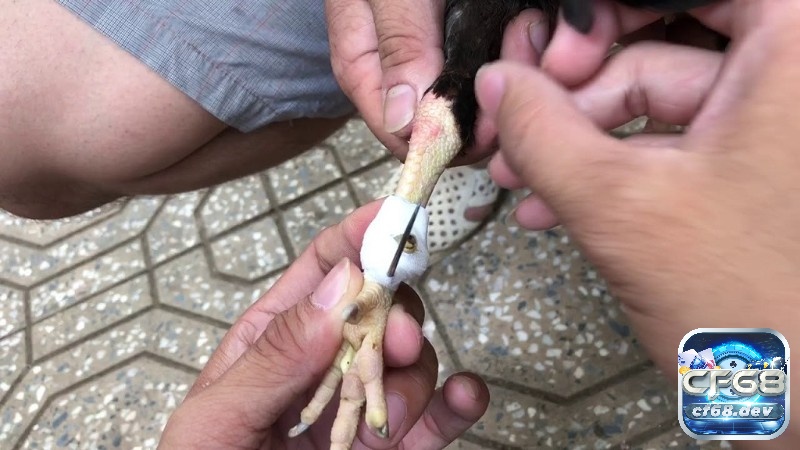 Cựa gà đá: Các loại cựa phổ biến và quan trọng nhất hiện nay Rút cựa đúng cách giúp gà khỏe mạnh, an toàn và sẵn sàng thi đấu hiệu quả.