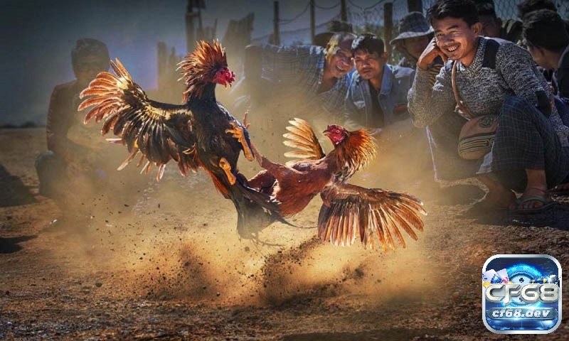 Đá gà cựa dao là gì? Tất tần tần về loại hình đá gà cựa dao Luật chơi đá gà cựa dao CF68 tổng hợp mới nhất