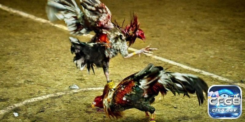 Đá gà cựa dao là gì? Tất tần tần về loại hình đá gà cựa dao Cách tham gia chơi đá gà cựa dao