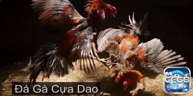 Đá gà cựa dao là gì? Tất tần tần về loại hình đá gà cựa dao Tìm hiểu thông tin về đá gà cựa dao
