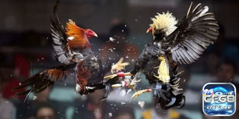 Đá gà cựa sắt là gì? Thông tin từ A đến Z về đá gà cựa sắt Tìm hiểu thông tin về đá gà cựa sắt