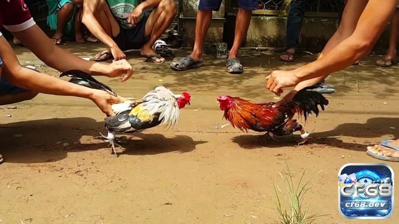 Hình ảnh gà chọi đẹp nhất thế giới, dũng mãnh và thiện chiến Đặc điểm của đá gà chọi hấp dẫn với hình ảnh gà chọi đầy dũng mãnh