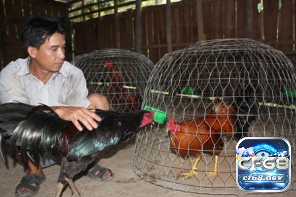 Kỹ thuật nuôi gà đá chuẩn khoa học, chăm sóc hiệu quả Kỹ thuật nuôi gà đá cần biết bổ sung các loại vitamin cho gà đá