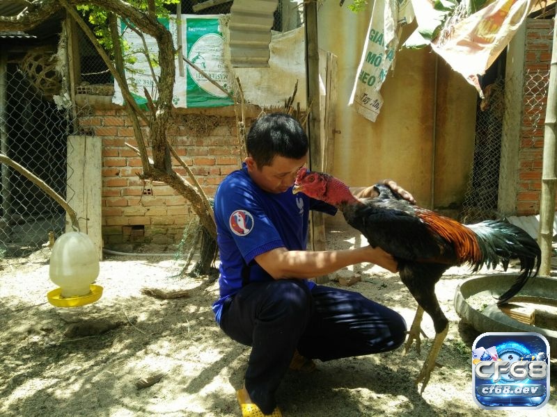 Kỹ thuật nuôi gà đá chuẩn khoa học, chăm sóc hiệu quả Kỹ thuật nuôi gà đá cần chăm sóc như thế nào?