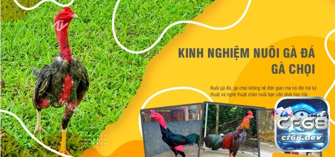 Kỹ thuật nuôi gà đá chuẩn khoa học, chăm sóc hiệu quả Kỹ thuật nuôi gà đá phải quan tâm đến thức ăn cho gà đá