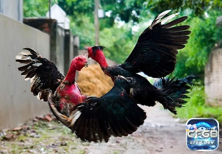 Cách giảm cân cho gà đá hiệu quả, nhanh chóng và an toàn Cách giảm cân cho gà đá có những lợi ích gì?