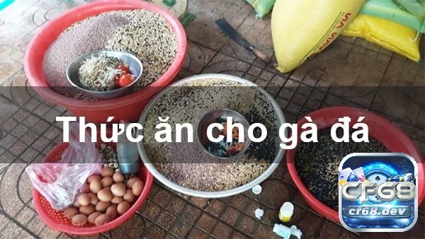 Cách giảm cân cho gà đá hiệu quả, nhanh chóng và an toàn Cách giảm cân cho gà đá theo chế độ dinh dưỡng
