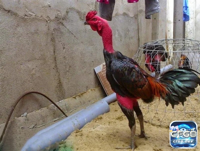 Cách giảm cân cho gà đá hiệu quả, nhanh chóng và an toàn Cách giảm cân cho gà đá theo chế độ luyện tập