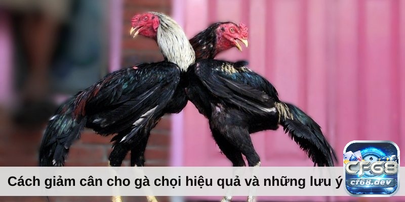 Cách giảm cân cho gà đá hiệu quả, nhanh chóng và an toàn Cách giảm cân cho gà đá cần lưu ý những gì?
