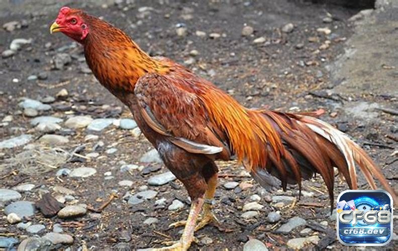 Cách nuôi gà đá chân mạnh: Bí quyết nuôi gà khỏe mạnh từ A-Z Phơi nắng sáng giúp hỗ trợ gà phát triển xương và cải thiện sức khỏe trong cách nuôi gà đá chân mạnh