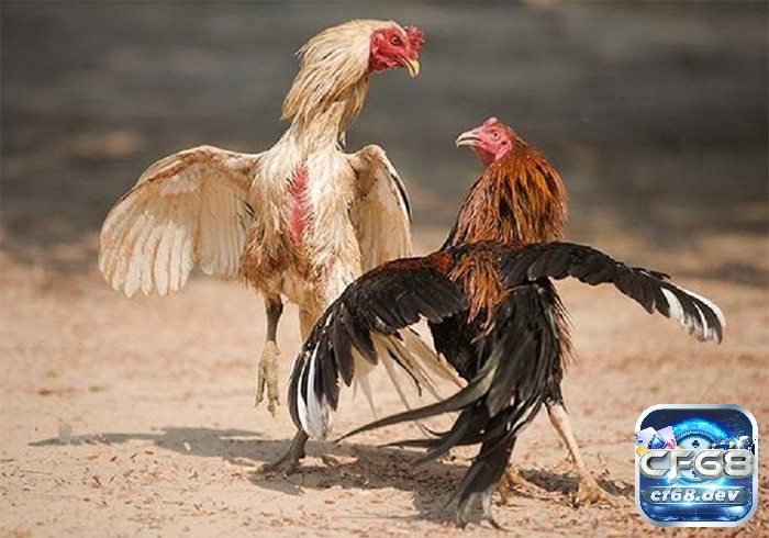 Cách nuôi gà đá: Chế độ chăm sóc gà đá chi tiết cho người mới Kiểm tra sức khỏe định kỳ trong cách nuôi gà đá là cách bảo vệ gà khỏi các bệnh thường gặp.