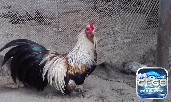Cách nuôi gà đá cựa sắt đúng kỹ thuật, phát triển khỏe mạnh Các giống gà đá cựa sắt nổi bật