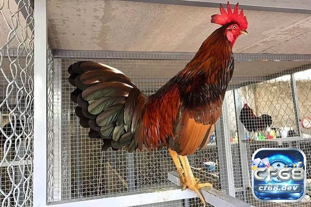 Cách nuôi gà đá cựa sắt đúng kỹ thuật, phát triển khỏe mạnh Cách nuôi gà đá cựa sắt cần lưu ý những gì?