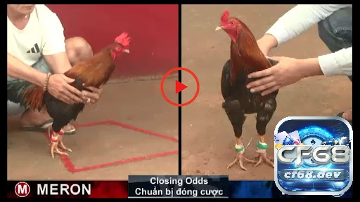 Đá gà mạng là gì? Các hình thức cược và mẹo luôn thắng lớn Các cửa cá cược trong đá gà mạng mà anh em cần biết khi tham gia