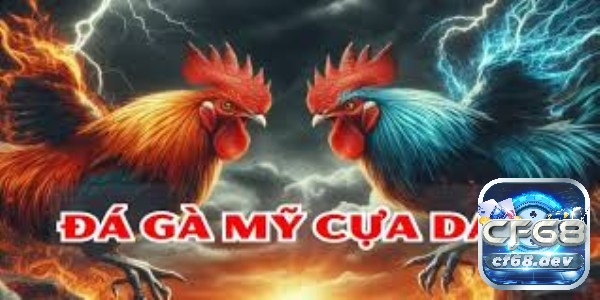 Đá gà mỹ cựa dao giải trí phổ biến, được đông đảo người chơi Cách thức thi đấu khi tham gia chơi đá gà Mỹ cựa dao