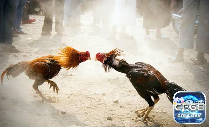 Đá gà thái lan: Nguồn gốc, lối đá chạy kiệu hay nhất thế giới Gà chọi Thái Lan với vóc dáng mạnh mẽ và đôi chân chắc khỏe.