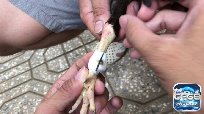 Cách băng cựa gà: Hướng dẫn chi tiết và đúng kỹ thuật nhất Băng cựa gà không chỉ nâng cao hiệu suất mà còn bảo vệ chiến kê, đảm bảo công bằng trong thi đấu.
