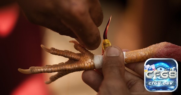 Cách băng cựa gà: Hướng dẫn chi tiết và đúng kỹ thuật nhất Đầy đủ dụng cụ đảm bảo quá trình băng cựa diễn ra thuận lợi và an toàn cho gà.