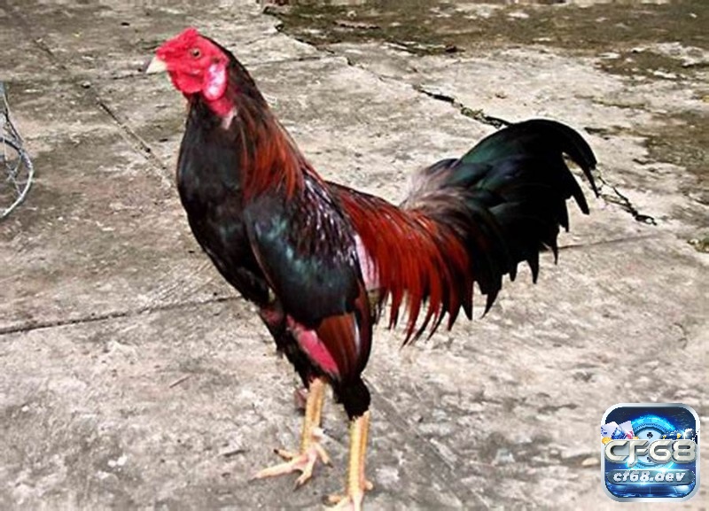 Kinh nghiệm nuôi gà chọi chi tiết từ A-Z cho người chơi mới Một chiến kê mạnh mẽ với ngoại hình dũng mãnh