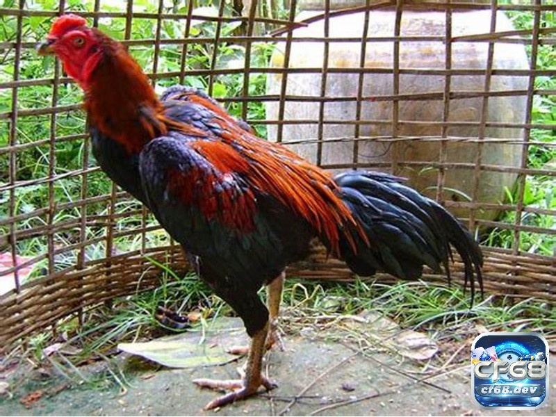 Kinh nghiệm nuôi gà chọi chi tiết từ A-Z cho người chơi mới Lựa chọn giống gà chọi chất lượng là bước đầu tiên và quan trọng nhất để sở hữu một chiến kê mạnh mẽ.