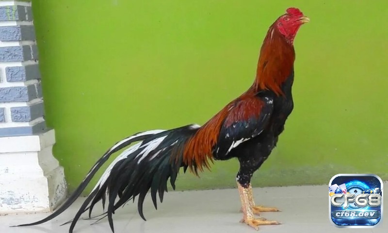 Kinh nghiệm nuôi gà chọi chi tiết từ A-Z cho người chơi mới Một chú gà chọi con có tiềm năng tốt