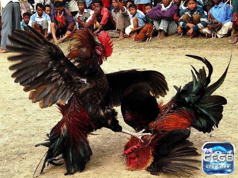 Luật chọi gà có những quy định gì? Mục đích của luật chọi gà Luật chọi gà miền Bắc