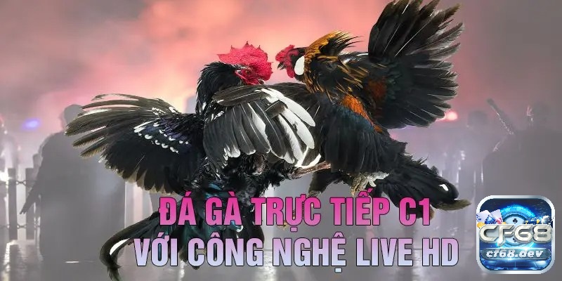 Đá gà C1 là gì? Mẹo chơi đá gà chọi C1 bất bại cho người mới Đa dạng trận đấu kịch tính và gay cấn được phát trực tiếp mỗi ngày để anh em thưởng thức